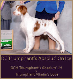 BISS DC Triumphant's Absolut' On Ice